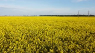 Kolza tohumu çiçekleri açarken kolza tohumu tarlasında uçmak