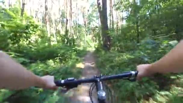 Un hombre en bicicleta pasea en un bosque de pinos en la tarde de verano en tiempo soleado — Vídeo de stock