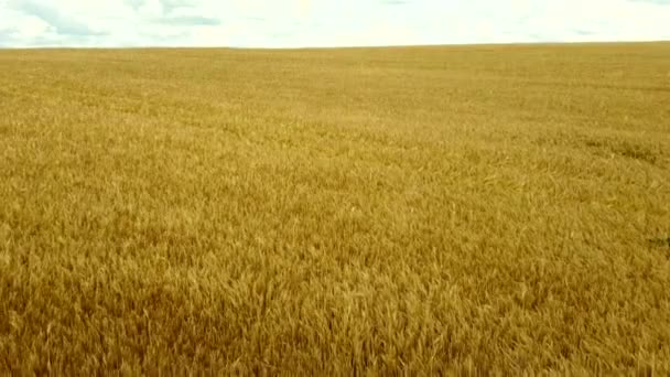 Voo de visão aérea drone sobre o campo de trigo maduro amarelo. horizonte skyline. — Vídeo de Stock