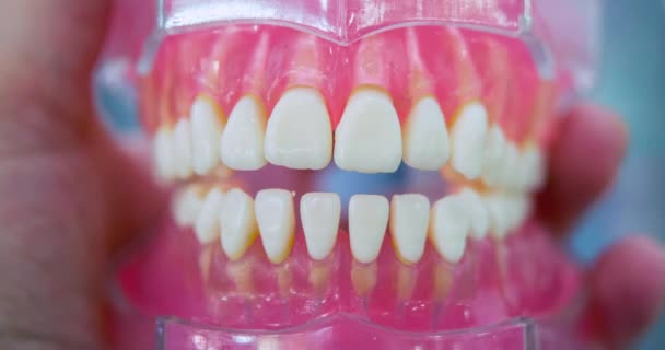 Model čelisti z keramických zubů drží zdravotnického pracovníka zblízka — Stock video