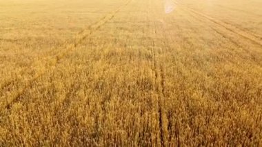 Şafak vakti sarı olgun buğday tarlalarının üzerinde uçuyorlar. Güneş parlıyor