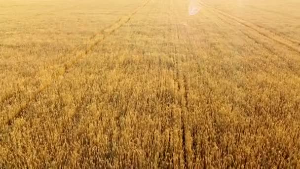Volando sobre el campo de trigo amarillo maduro durante la puesta del sol del amanecer. Deslumbramiento solar — Vídeos de Stock