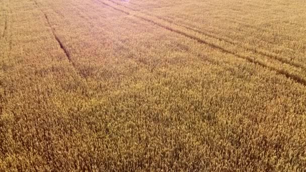 Flying over field of yellow ripe wheat. Natural background. — Stock Video