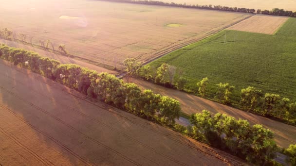 Drone volando sobre la carretera entre campos de trigo durante la puesta del sol del amanecer. — Vídeos de Stock