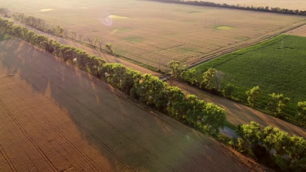 Drone volando sobre la carretera entre campos de trigo durante la puesta del sol del amanecer. — Vídeos de Stock