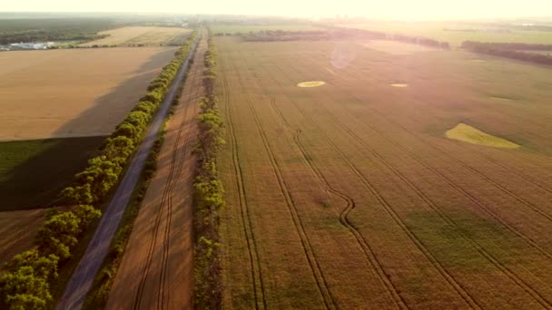 Беспилотник пролетает над дорогой между пшеничными полями на рассвете. — стоковое видео