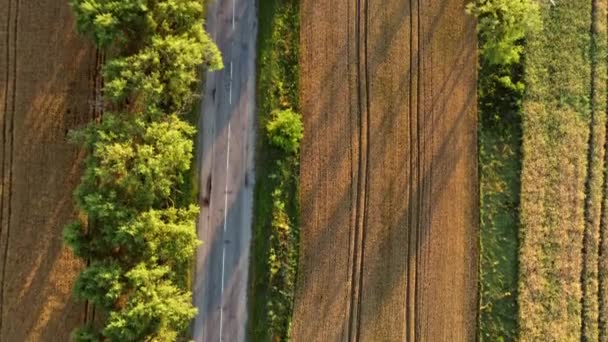 Lotnicze drona widok lotu nad drogą asfaltową z zielonych drzew — Wideo stockowe