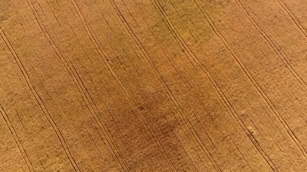 Volando sobre el campo de trigo amarillo maduro durante la puesta del sol del amanecer. Deslumbramiento solar. — Vídeo de stock