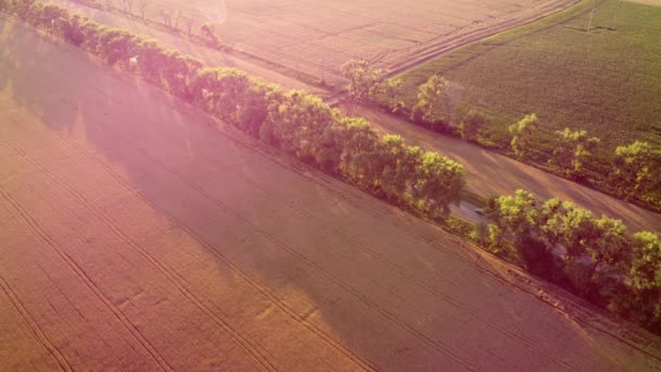 Dron přeletěl přes silnici mezi pšeničnými poli během západu slunce — Stock video