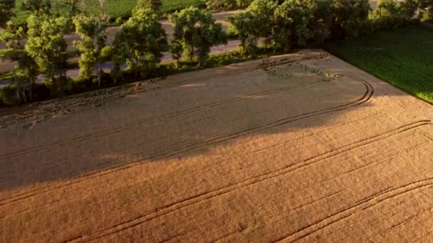 Voando sobre o campo de trigo amarelo maduro. Fundo natural. — Vídeo de Stock