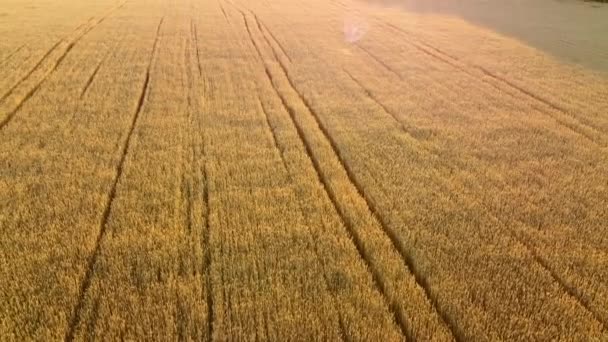 Flying over field of yellow ripe wheat during dawn sunset. Natural background. — Stock Video