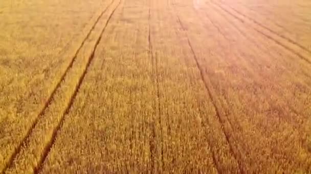노란색익은 밀이 자라는 들판 위를 날고 있다. 자연적 배경. — 비디오