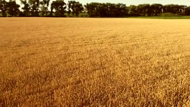 Flug über ein Feld aus gelbem, reifem Weizen bei Sonnenuntergang. — Stockvideo