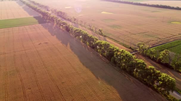 Воздушный беспилотник просматривает полеты над полями с разным ростом — стоковое видео