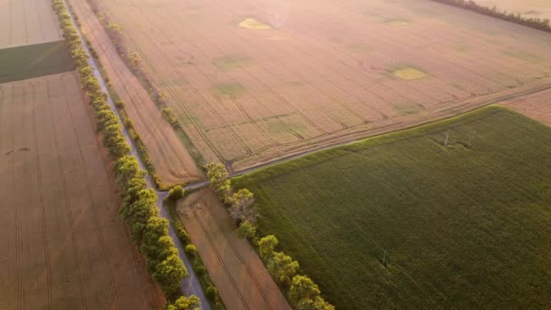 Drone volando sobre la carretera entre campos de trigo durante la puesta del sol del amanecer. — Vídeos de Stock