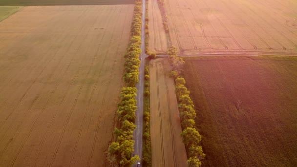 Vliegen over het veld van gele rijpe tarwe bij zonsondergang. Zonneschijn — Stockvideo