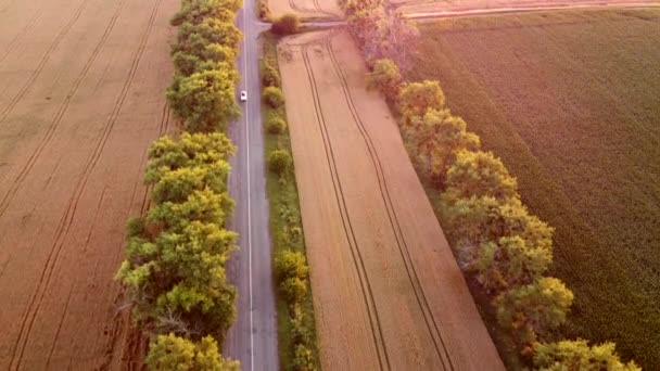 Drone voando sobre a estrada entre campos de trigo durante o pôr do sol. — Vídeo de Stock