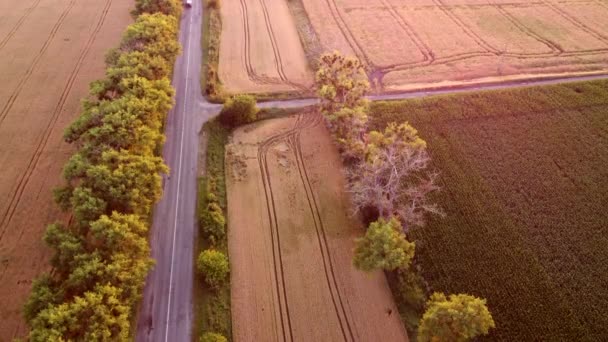 Κηφήνας που πετά πάνω από το δρόμο μεταξύ των πεδίων σιταριού κατά τη δύση — Αρχείο Βίντεο