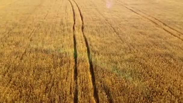 Voando sobre o campo de trigo amarelo maduro, amanhecer do pôr do sol. Fundo natural. — Vídeo de Stock