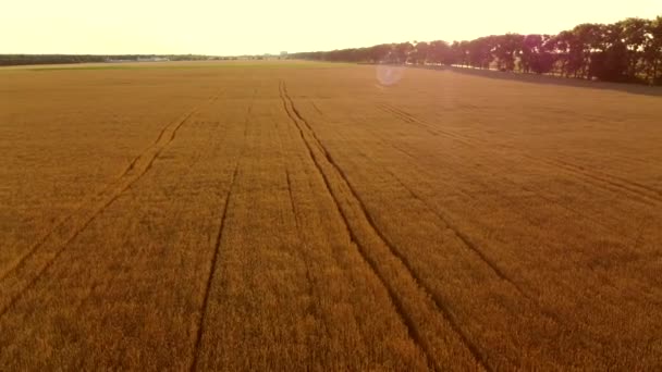 Volando sobre el campo de trigo amarillo maduro durante la puesta del sol del amanecer. Deslumbramiento solar — Vídeo de stock