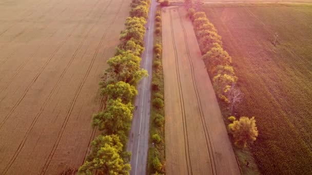 Дрон летить по дорозі між пшеничними полями під час заходу сонця . — стокове відео