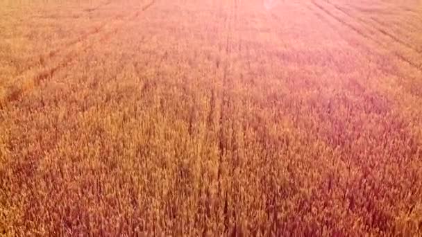 Flying over field of yellow ripe wheat during dawn sunset. Sun glare — Stock Video