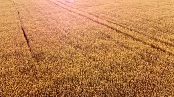 Létání nad polem zralý zralý pšenice, západ slunce. Sluneční svit. — Stock video