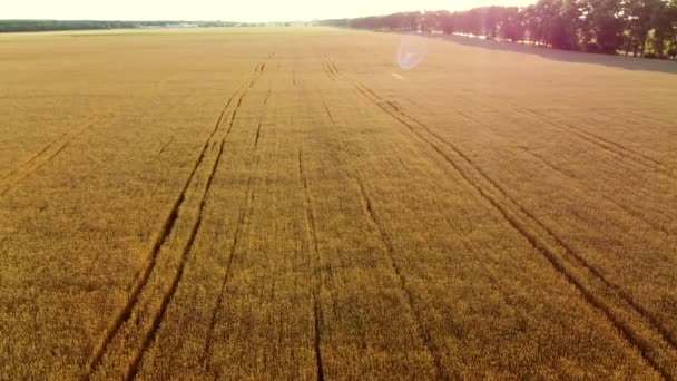 Volando sobre el campo de trigo amarillo maduro, al atardecer. Fondo natural. — Vídeo de stock