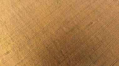 Şafak vakti sarı olgun buğday tarlalarının üzerinde uçuyorlar. Güneş parlıyor.