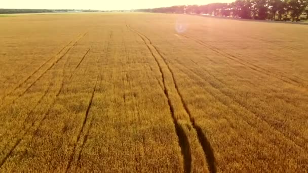 Latające nad polem żółtej dojrzałej pszenicy. Naturalne tło. — Wideo stockowe