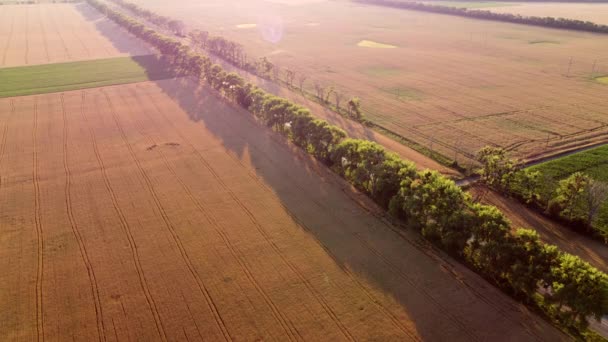 Volando sobre el campo de trigo amarillo maduro durante la puesta del sol del amanecer. — Vídeos de Stock