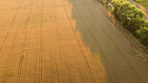 Летает над полем желтой спелой пшеницы. Естественный фон. — стоковое видео