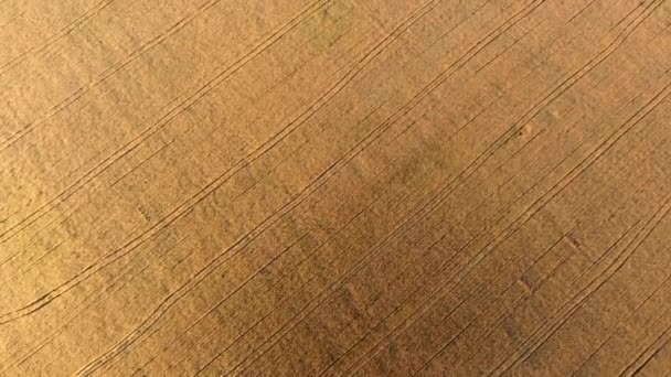 Volando sobre el campo de trigo amarillo maduro durante la puesta del sol del amanecer. Deslumbramiento solar. — Vídeo de stock