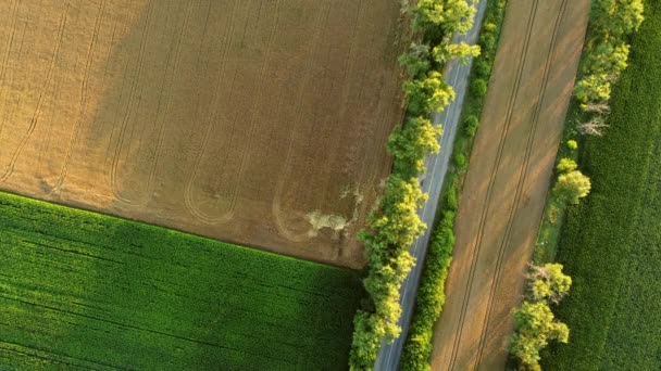 Aerial drone view flight over asphalt road with green trees — Stock Video