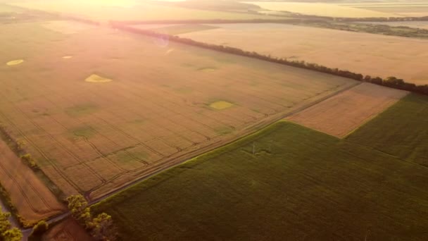 Avión teledirigido aéreo vista vuelo sobre campos con diferente crecimiento — Vídeos de Stock