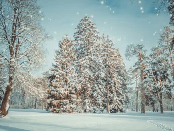 Forest Park in de winter op een zonnige dag tijdens een sneeuwval. — Stockvideo