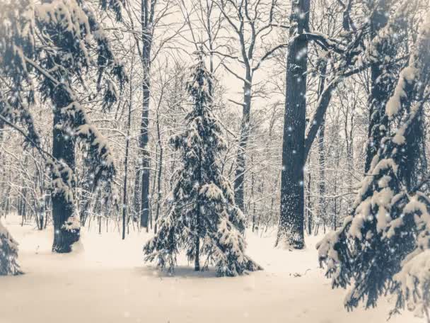 森林冬季降雪。老旧的镜头. — 图库视频影像