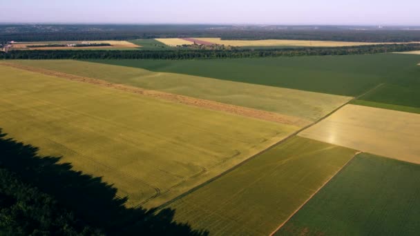Volo aereo drone vista su diversi campi agricoli seminati — Video Stock
