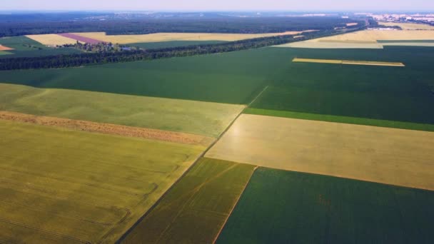 Flygdrönare visa flygning över olika jordbruksfält sått — Stockvideo