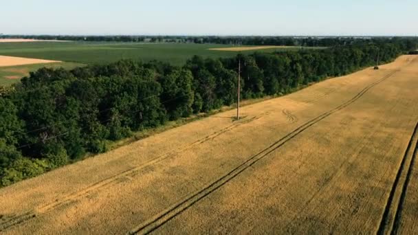 Lot dronem powietrznym nad różnymi polami uprawnymi zasianymi — Wideo stockowe