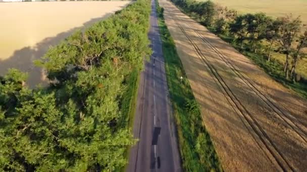 Vue aérienne d'un drone survolant un champ de blé et des arbres verts à l'aube du coucher du soleil — Video