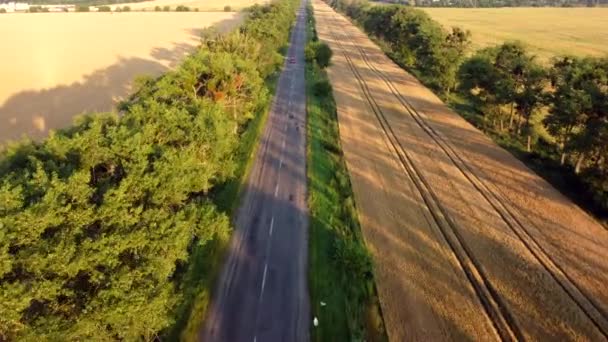 Voo de visão aérea de drones sobre o campo de trigo e árvores verdes ao pôr-do-sol — Vídeo de Stock