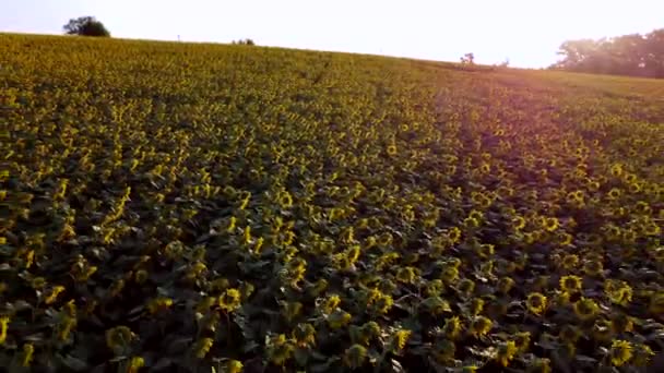 Avión teledirigido vuelo sobre campo ver con cabezas de girasol maduras — Vídeos de Stock