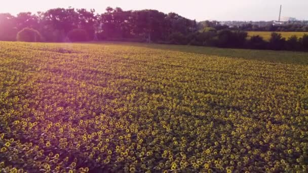 Olgun ayçiçeği başlıklarıyla birlikte hava aracı görüş alanı üzerinde uçuyor. — Stok video