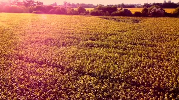 Avión teledirigido vuelo sobre campo ver con cabezas de girasol maduras — Vídeos de Stock