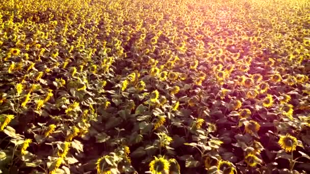 Flygdrönare visa flygning över ver fält med mogna solrosor huvuden — Stockvideo