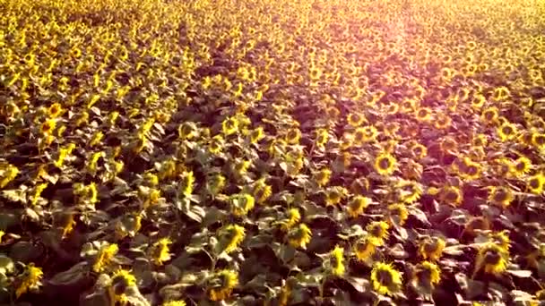 Aerial drone view flight over ver field with ripe sunflower heads — Stock Video