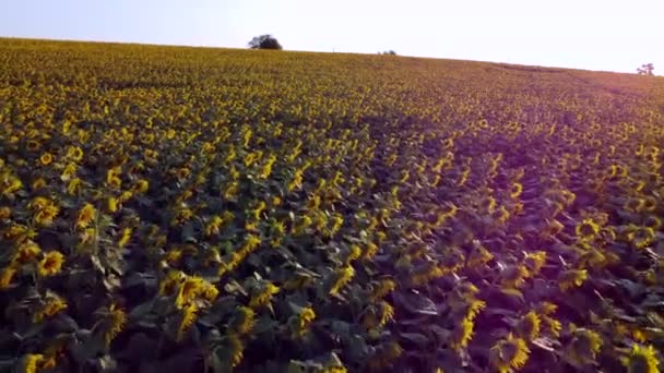 Hava aracı, güneş batarken olgun ayçiçeği başlarıyla tarlanın üzerinden uçuyor. — Stok video