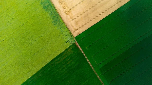 Cztery połówki pól. Żółta pszenica i zielone pole. — Zdjęcie stockowe