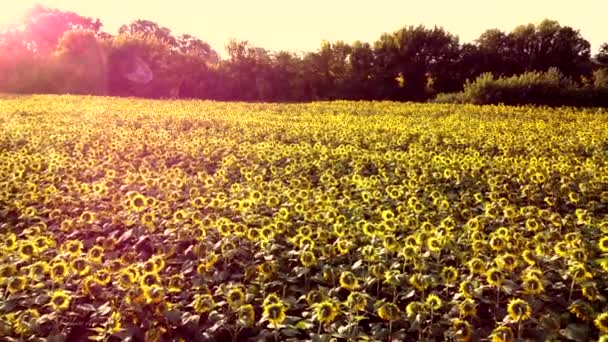 Avión teledirigido vuelo sobre campo ver con cabezas de girasol maduras — Vídeos de Stock